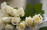 К чему дарят белые розы и что они символизируют?