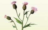 Unexplored secrets of the use of a wild thistle in the treatment of diseases