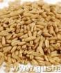 Useful properties of decoction of oats