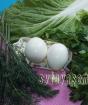 Green salad with egg Boiled egg salad with herbs