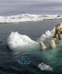 Ľadový medveď môže byť na pokraji vyhynutia Ľadový medveď je ohrozený druh