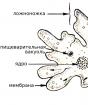 Druhy améb - aké sú mikroorganizmy Améba obyčajná forma