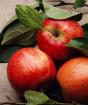 Рецепта за накиснати ябълки в буркани с мед