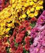 Autumn flower beds: the choice of plants for flower beds