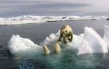 The polar bear may be on the verge of extinction The polar bear is an endangered species