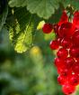 Болести на червено френско грозде - причини и методи на лечение Касис, устойчив на болести и вредители