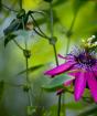 Kvet Passiflora doma