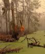 Do dreams about the swamp prophesy green melancholy?