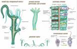 Hydra - třída Hydrozoa: smyslové orgány, nervový a trávicí systém, rozmnožování Způsoby rozmnožování hydry