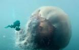 Арктическая цианея - самая большая медуза на земле Арктическая цианея самая крупная медуза мирового